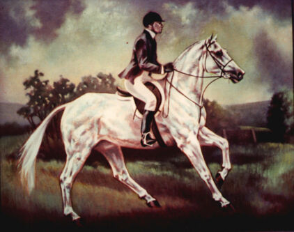 Equine Portrait